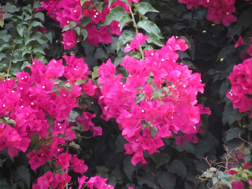 bougainvillea