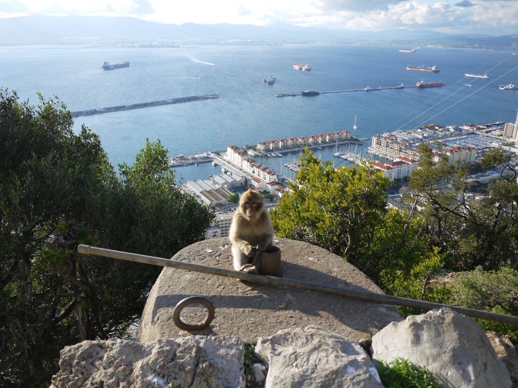 Barbary Macaque upper nature reserve Gibraltar