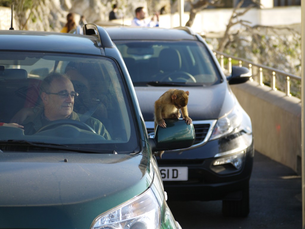 baby Barbary Macaque jumps on car