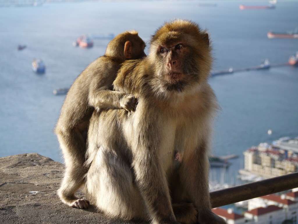 Mother and baby Barbary Macaque monkeys