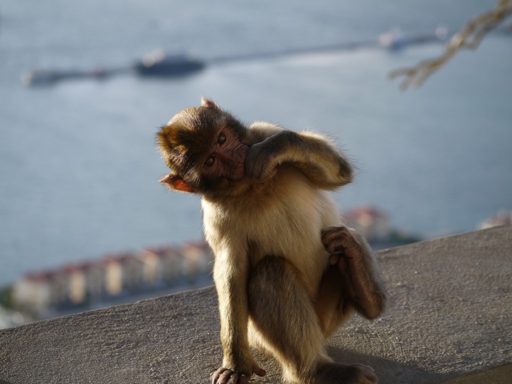 baby Barbary Macaque