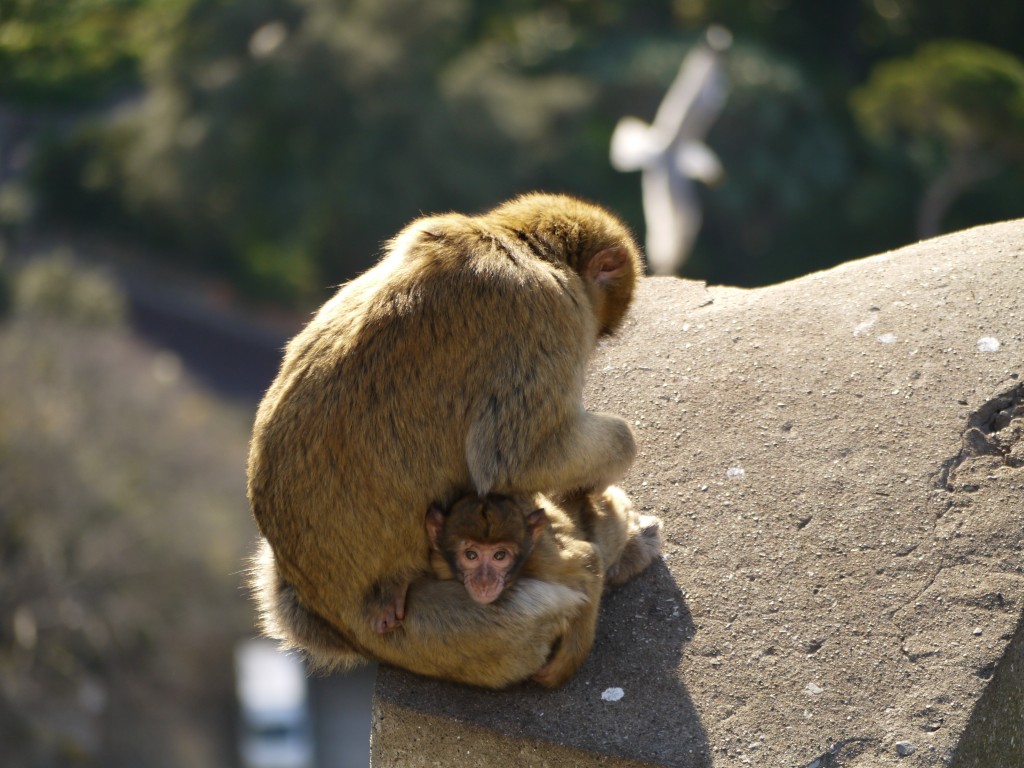 mother and baby Barbary Macaque monkeys