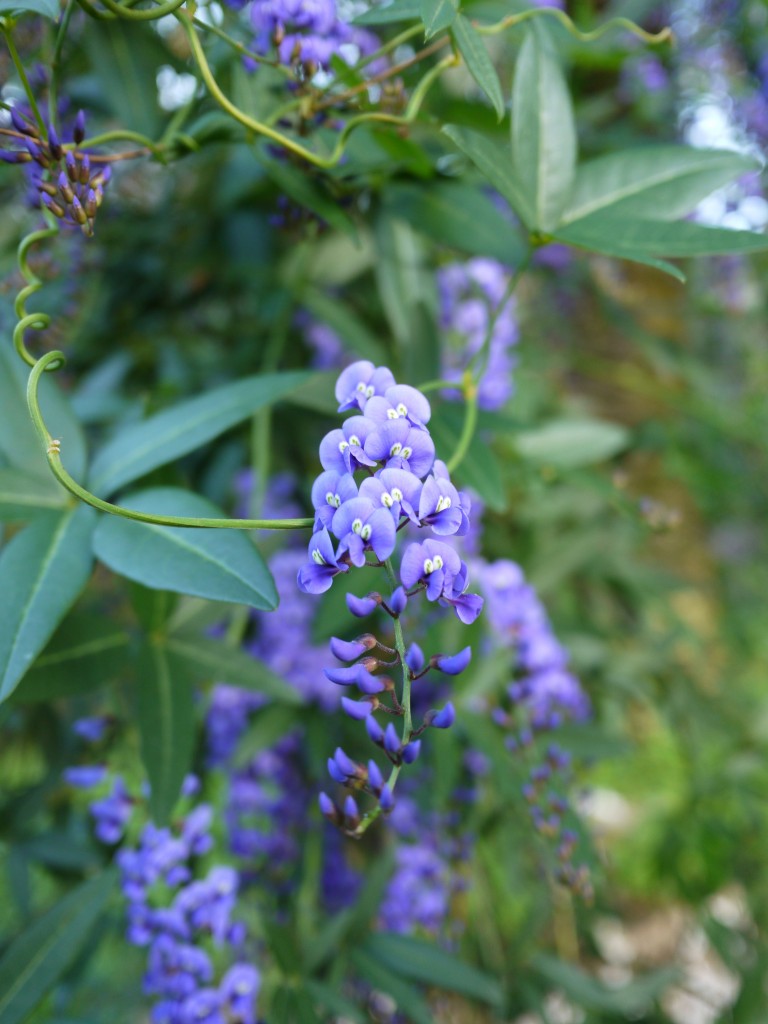 Flowers at Gibraltar Botanic Gardens