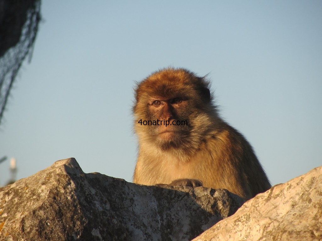 Macaque Monkey, rock of Gibraltar