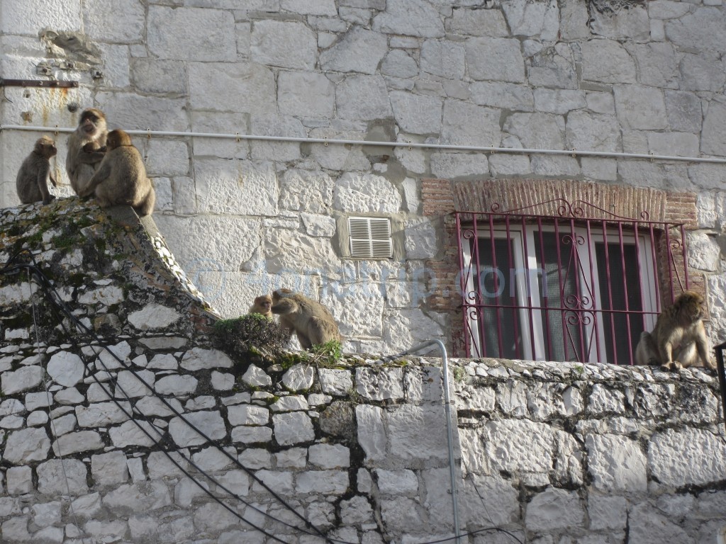 Gibraltar monkeys