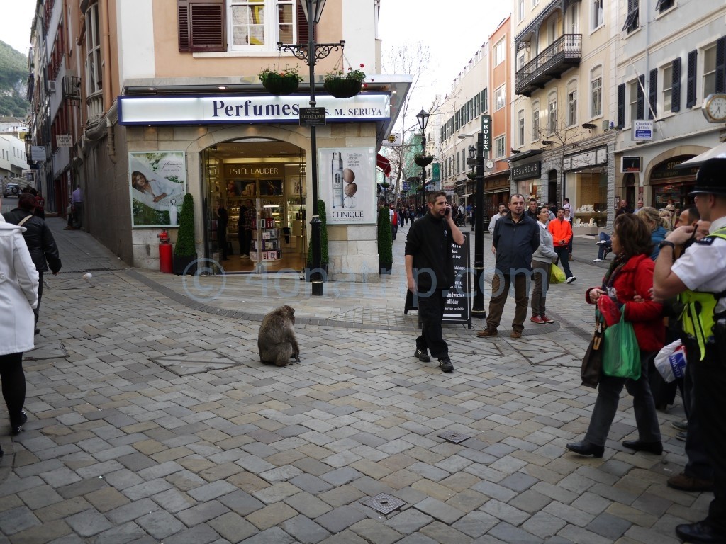 Monkey Gibraltar Main Street