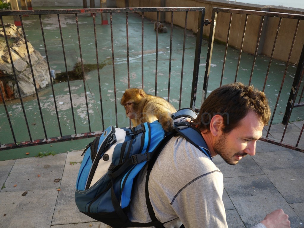 Monkey inspects backpack