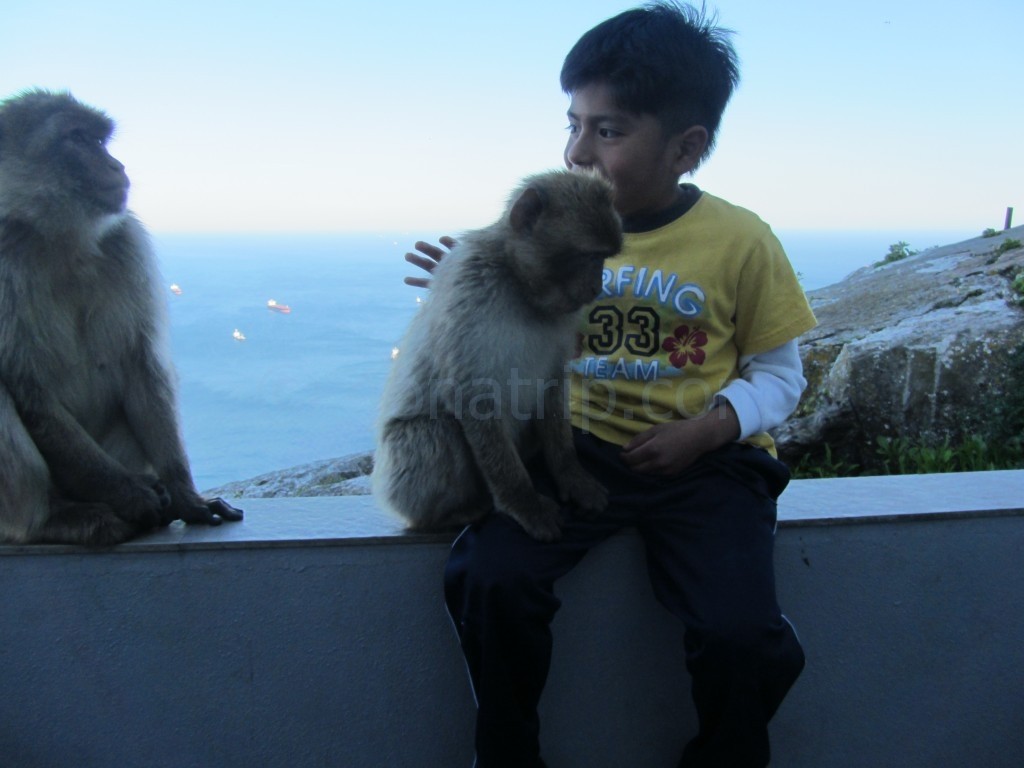 Gibraltar monkey adventure