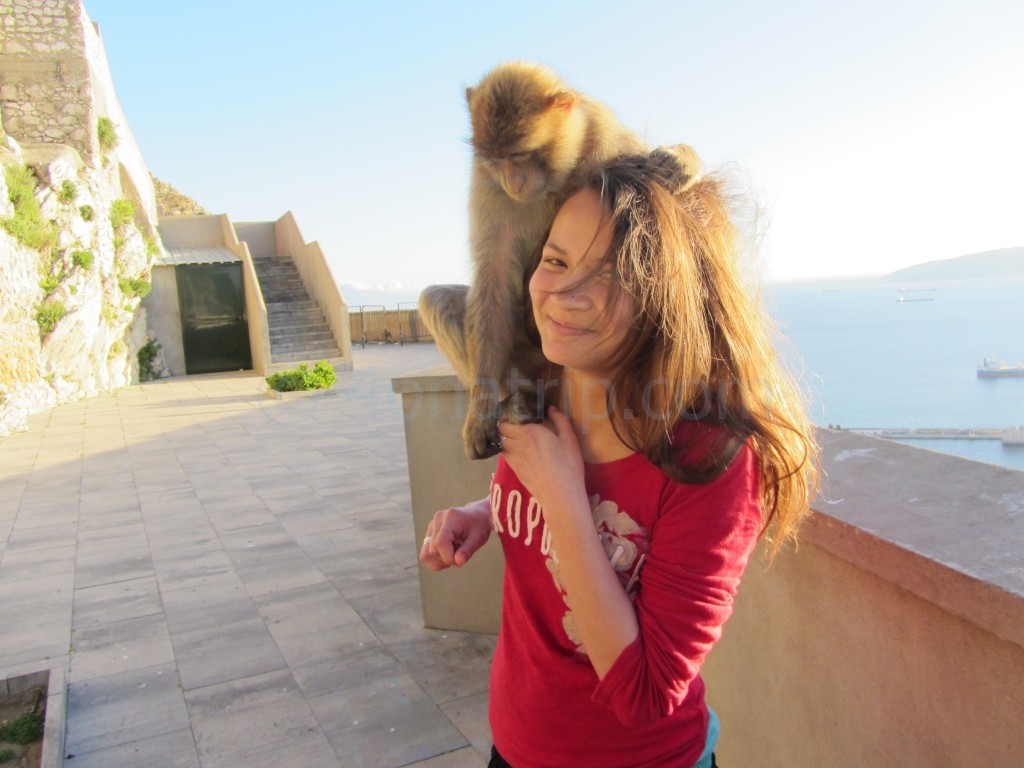 Gibraltar monkey adventure