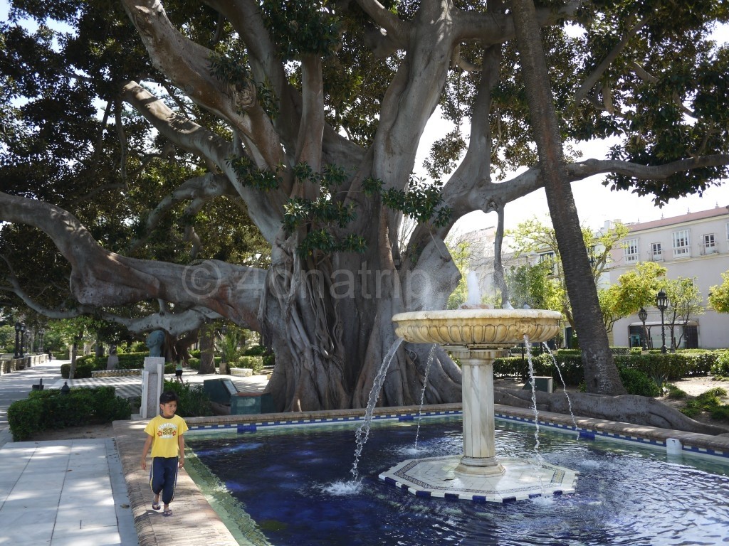 Giant rubber tree in Cadiz