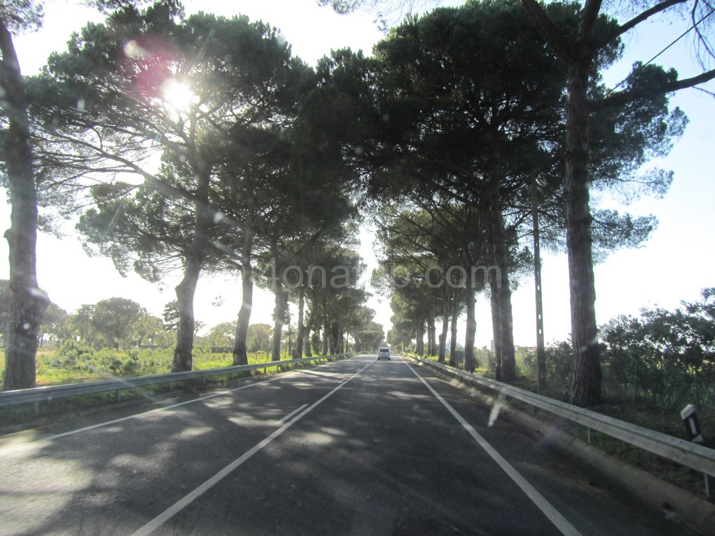 Tree lined road in Portugal