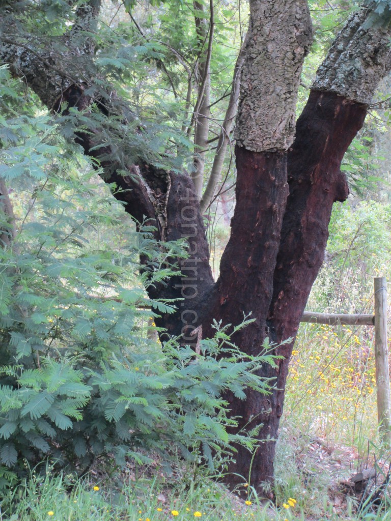 cork oak tree