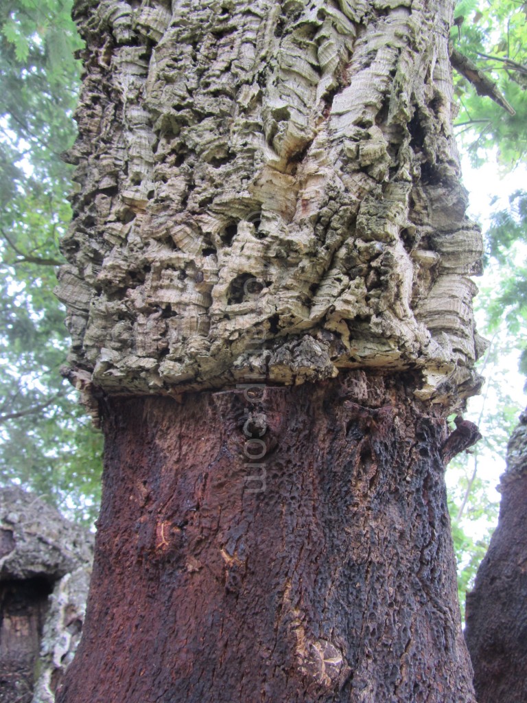Cork Oak tree Portugal