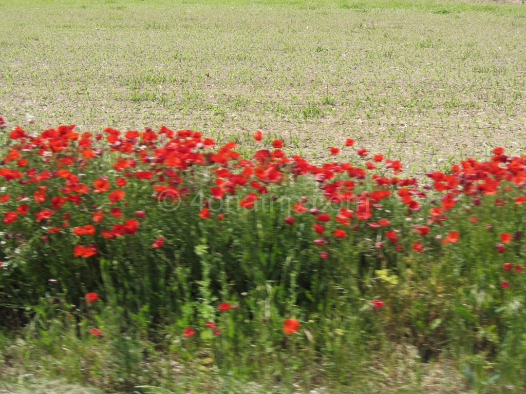 Red Poppies in Portugal