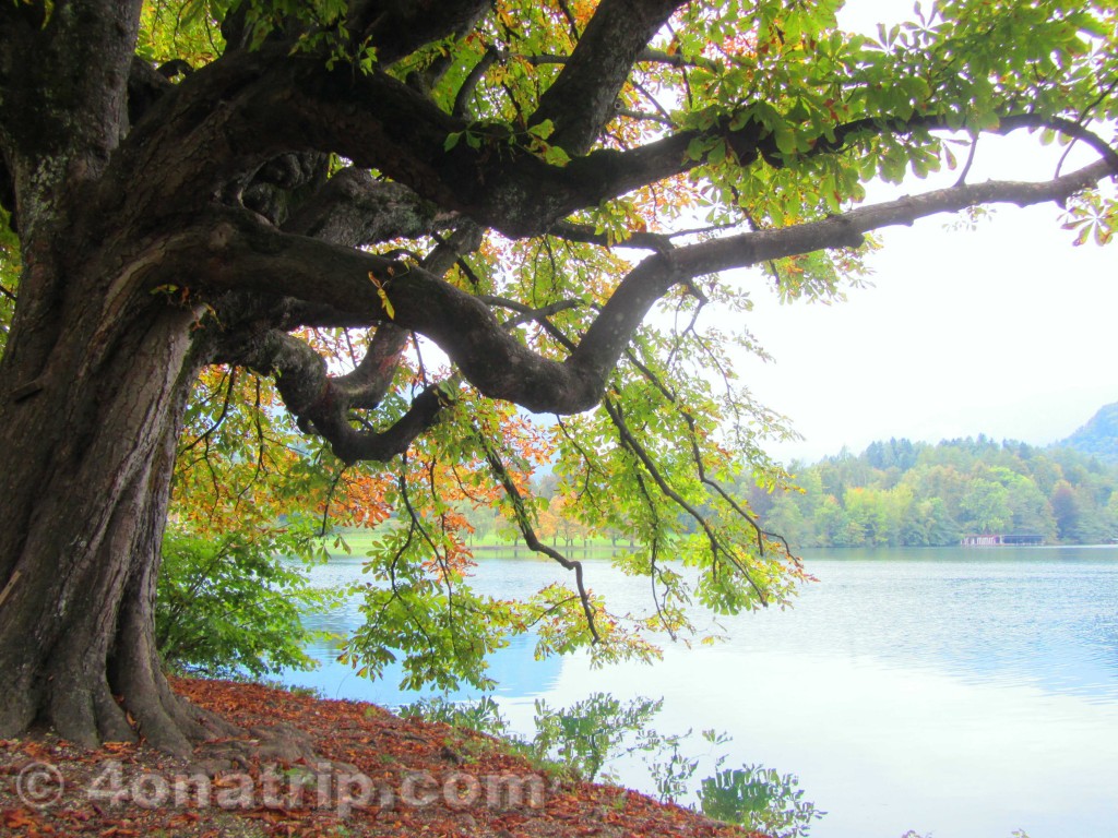 Lake Bled tree