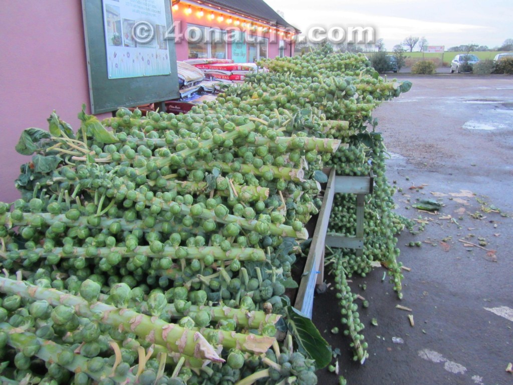 Brussel Sprouts