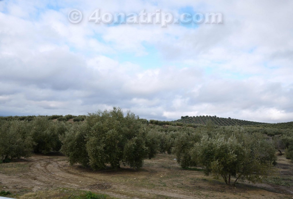 Olive hills in Spain