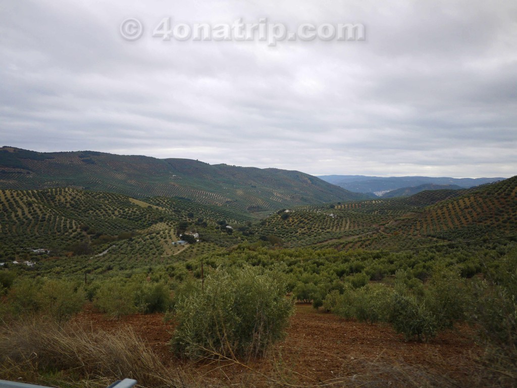 Spain's Olive country