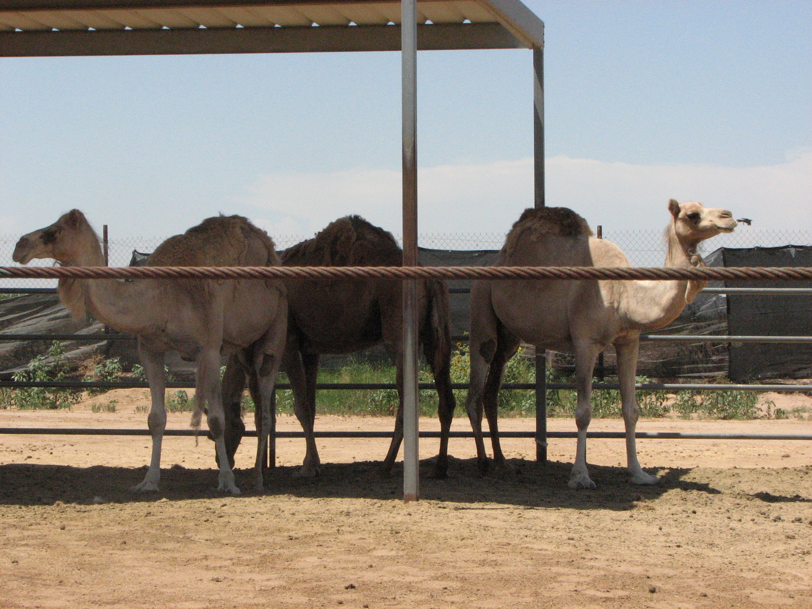 Camel Farm