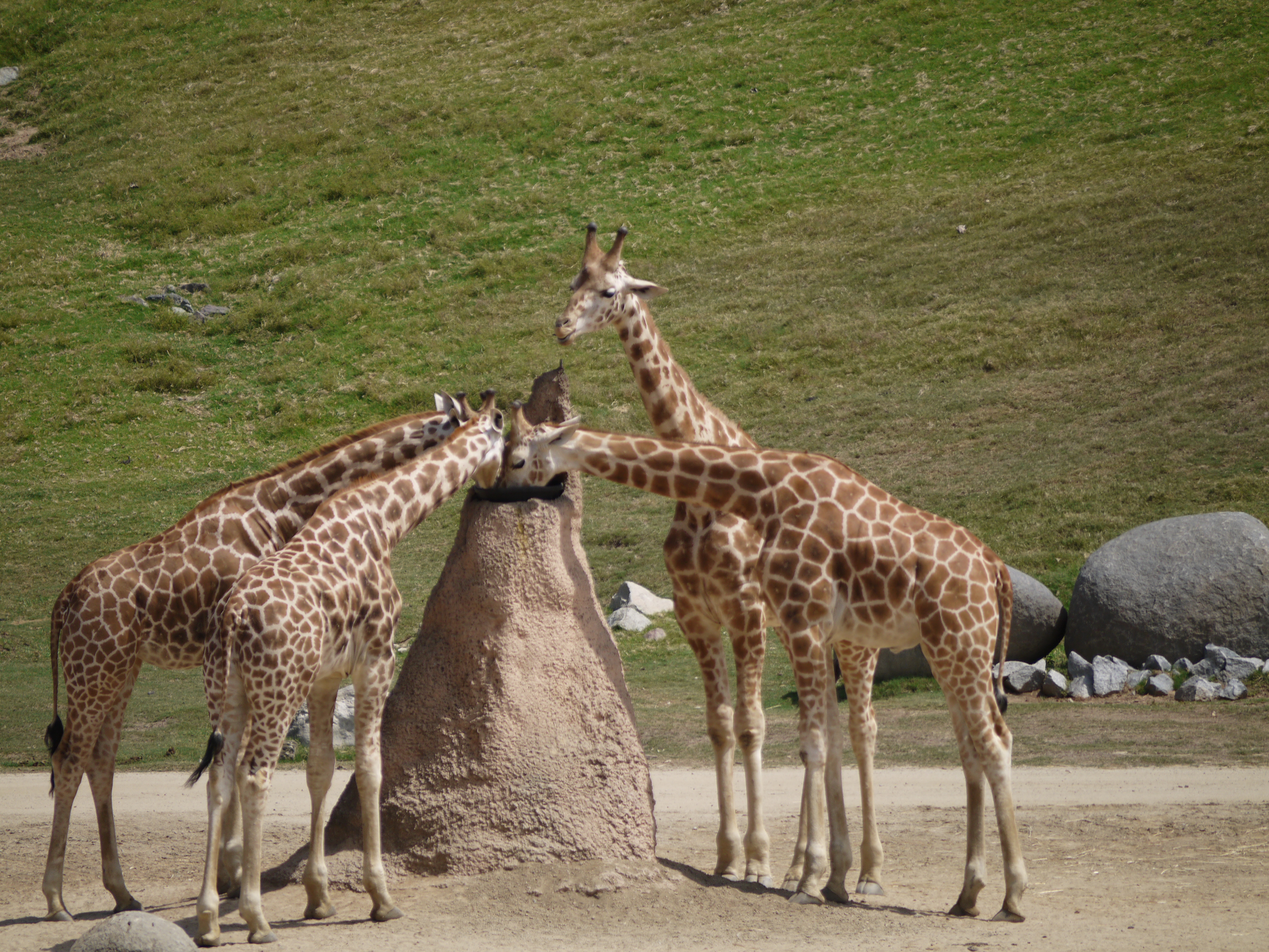 San Diego Zoo SAFARI Park