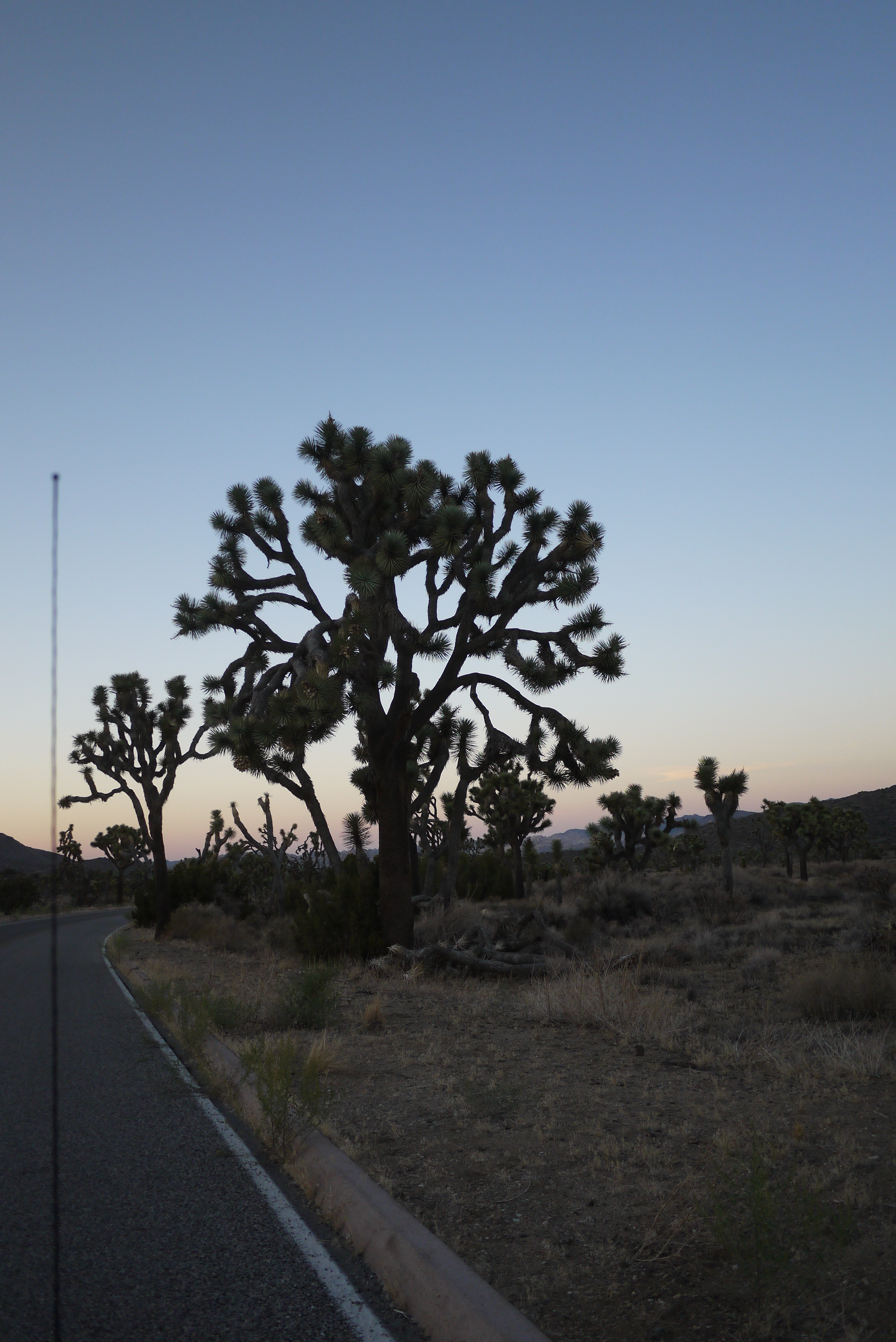 Joshua Tree National Park