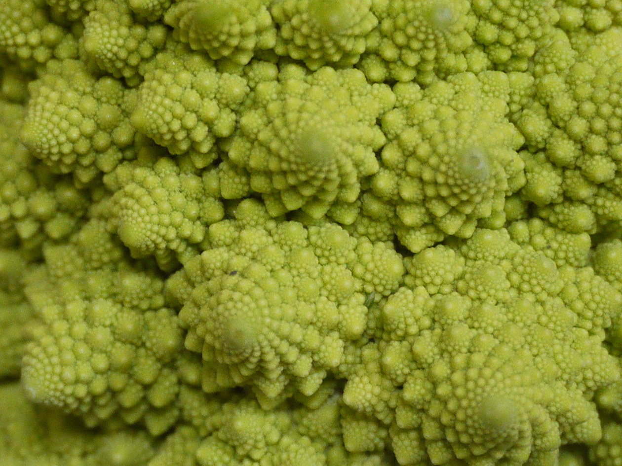 Romanesco Broccoli