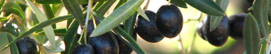 Spain’s Olive Country