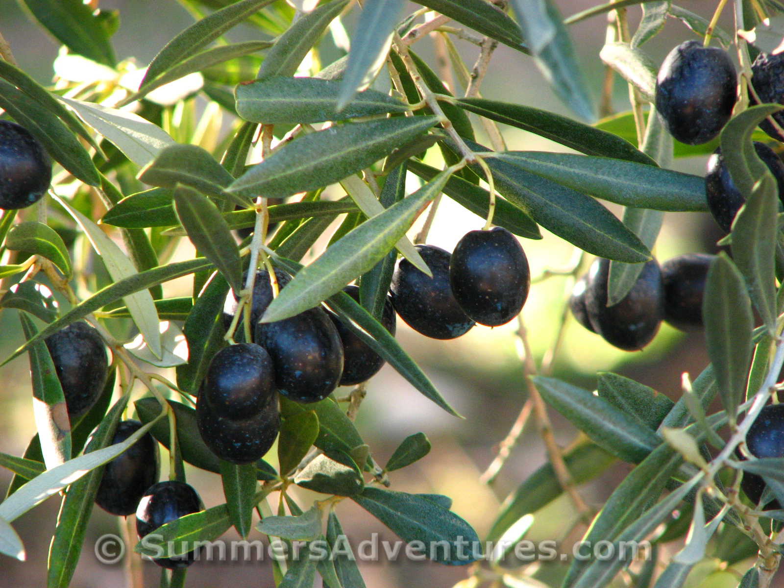 Spain’s Olive Country